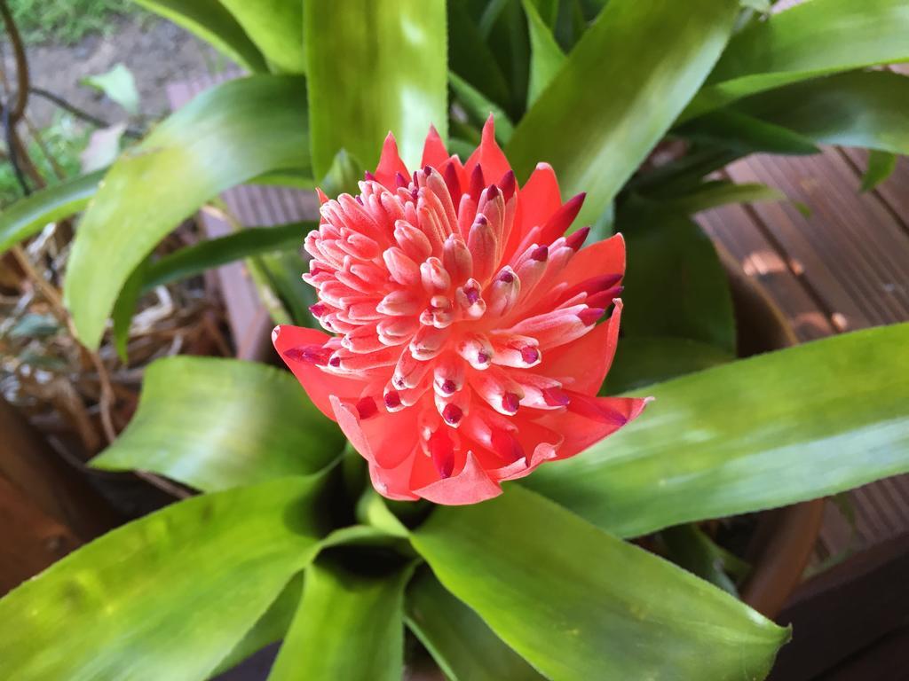 Paradis Tropical